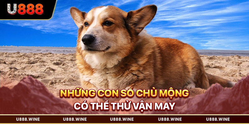Những con số chủ mộng có thể thử vận may
